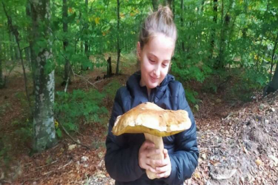 Ayı ve sarıkız mantarı İtalyada
