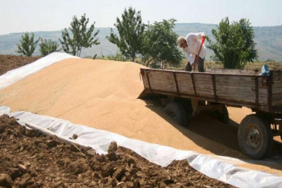 TMO Yenişehir'de alımlara başlıyor