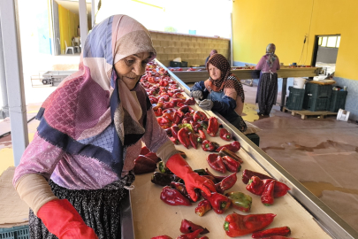 Bu kadınlar 25 yıldır salça üretip Hollanda'ya ihraç ediyor
