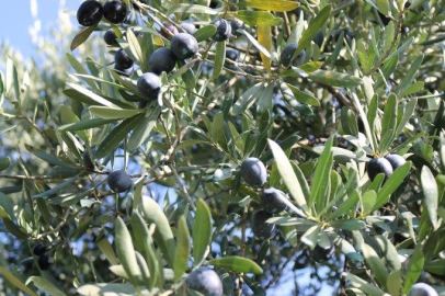 Marmarabirlik rekolte beyan alımlarına 16 Eylül’de başlıyor