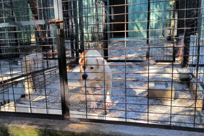Ata saldırıp ısıran köpek yakalandı