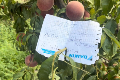 Şeftali ağacına asılan not ve bırakılan para kalpleri ısıttı