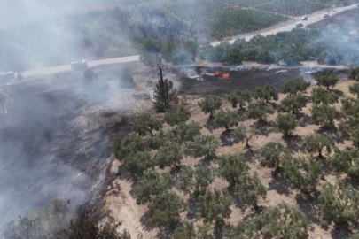 Mudanya'da ormanlık alanda yangın çıktı
