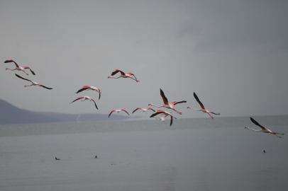 Flamingolardan İznik Gölü'nde görsel şölen