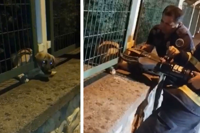 Korkuluklara sıkışan yavru köpeği itfaiye kurtarıldı