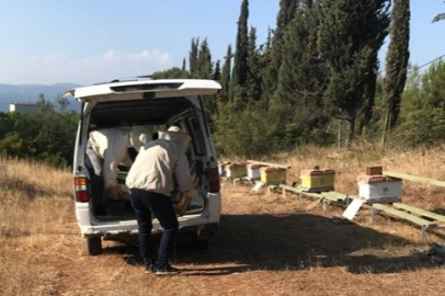 Üniversitenin yanan arı kovanları yenilendi