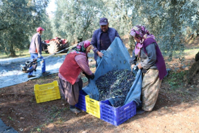 Marmarabirlik açıkladı, 1 kilo zeytinin maliyeti 34 TL