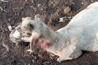 Sokak köpekleri 13 koyunu yaraladı