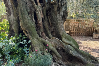 İznik'te 1700 yıllık zeytin ağaçları hala ürün veriyor