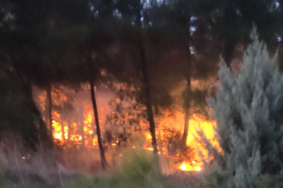 Osmangazi’de korkutan orman yangını