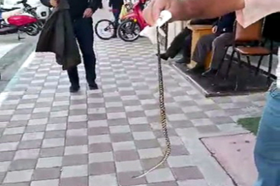 Kahvehaneye giren yılan vatandaş tarafından yakalandı