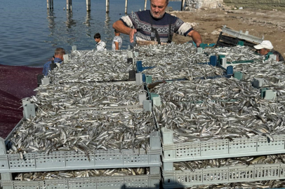 İznik Gölü'nde tek seferde 5 ton ile tarihi balık rekoru