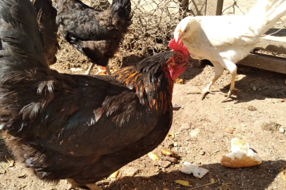 Uzmanından açıklama: "Panik yok, yumurta ve tavuk etine devam"