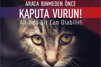 Osmangazi'den kediler için 'kaputa vurun' uyarısı