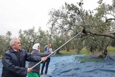 Başkan Özdemir, Nilüfer'de zeytin hasadına katıldı