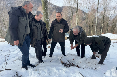 Ormanları gençleştirecek kayın tohumları toprakla buluşuyor
