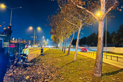 Büyükşehir Belediyesi’nden çınar ağaçlarına kış bakımı