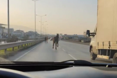 Trafikteki başıboş atlar yolda tehlike saçtı