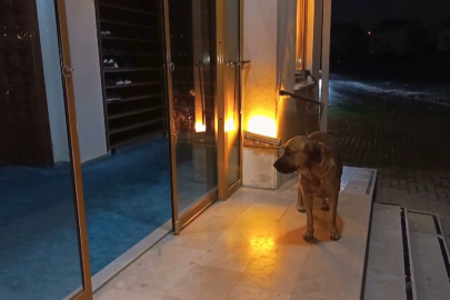 Bu köpek, camide nöbet bekliyor