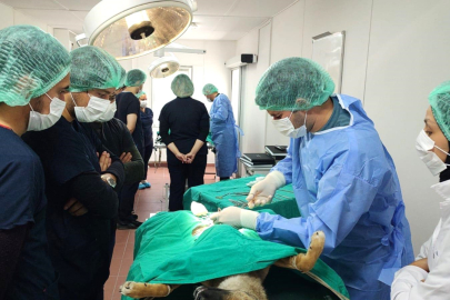 Üniversite işbirliğiyle Osmangazi’de 155 hayvan kısırlaştırıldı