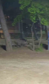 Acıkan yaban domuzu mesire alanına indi