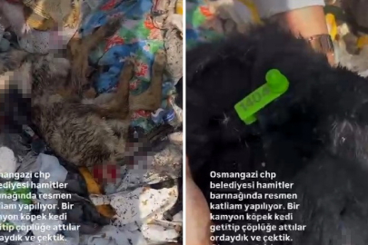 Osmangazi Belediyesi'ne hayvan katliamı suçlaması