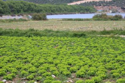 DSİ, göl havzasındaki tarım için 'yasa dışı' açıklaması yaptı