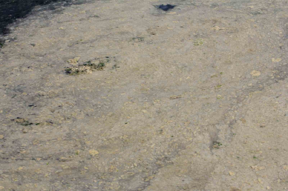 Gemlik’te tehlikeli görüntü! Müsilaj balık yumurtalarını öldürüyor