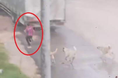 Başıboş köpek sürüsü çocuğu kovaladı