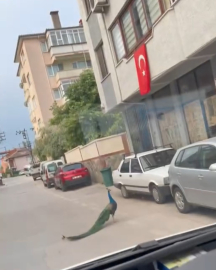 Sokak ortasında gezen tavus kuşu sürücülere ilginç anlar yaşattı