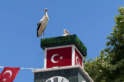 Can ve Canan leylek yuvalarına geldi