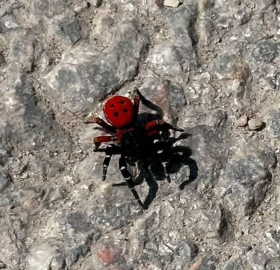 Uğur böceği görünümlü böcek, sandığınız kadar masum değil