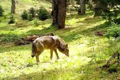 Nesli tükenmekte olan Bozkurt, böyle görüntülendi