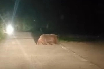 Uludağ’da ayı ailesinin yoldan geçişi görüntülendi