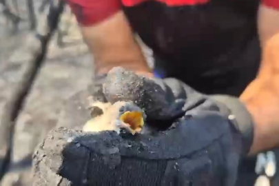 Orman yangınında hayatta kalan kuş böyle kurtarıldı
