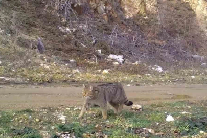 Uludağ’da yaban kedisi fotokapana takıldı