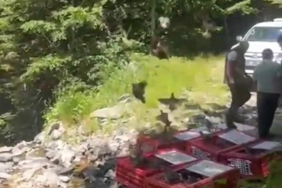 Kene ile mücadele timleri doğaya salındı