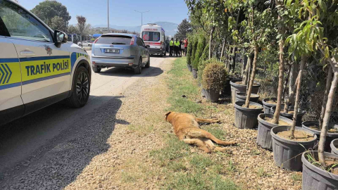 Köpeğe çarpan motosikletli yaralandı