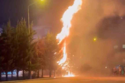 Çocukların torpille oyununda çok sayıda ağaç küle döndü