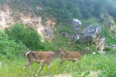 Kızıl geyikleri fotokapan görüntüledi