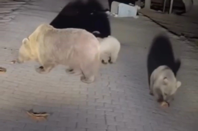 Uludağ’da ayıları görmek isteyen vatandaşlardan tehlikeli hareketler