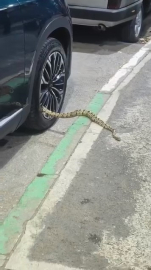 Bursa’da otomobilin jantından yılan çıktı