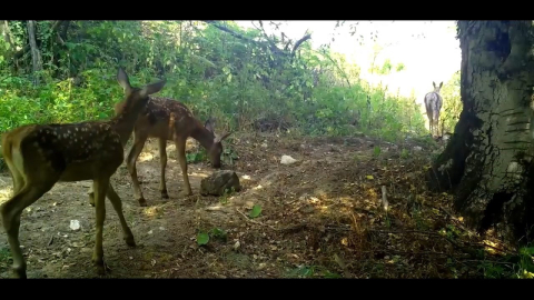 Kızıl geyikler, annelerinin izinde...