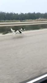 Bursa’da yağmura aldırış etmeden koşan köpek yürekleri burktu