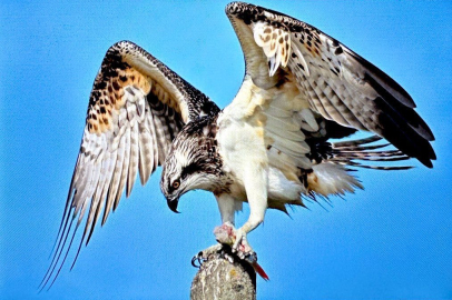 Nadir görülen Balık Kartalı’nı Bursalı fotoğrafçı görüntüledi