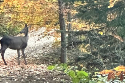 Orman sofrasında Kızıl Geyik öğle yemeğinde