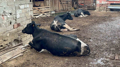 "8 buzağımızı şapa verdik"