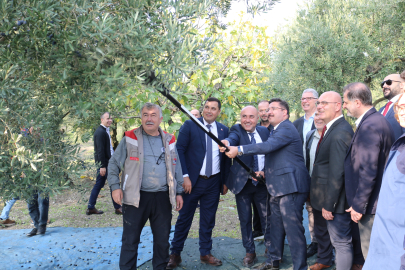 Zeytin hasadı başladı, hedef: 70 bin tonluk alım ve 50 milyon dolarlık ihracat