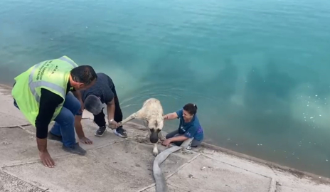 İki çocuklu kahraman anne Fırat’a düşen kangalı böyle kurtardı