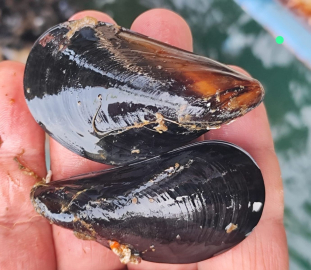 İstanbul’daki gıda zehirlenmesi ve kaçak midye gerçeği